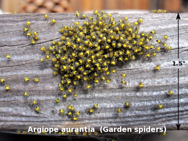 Garden spiders